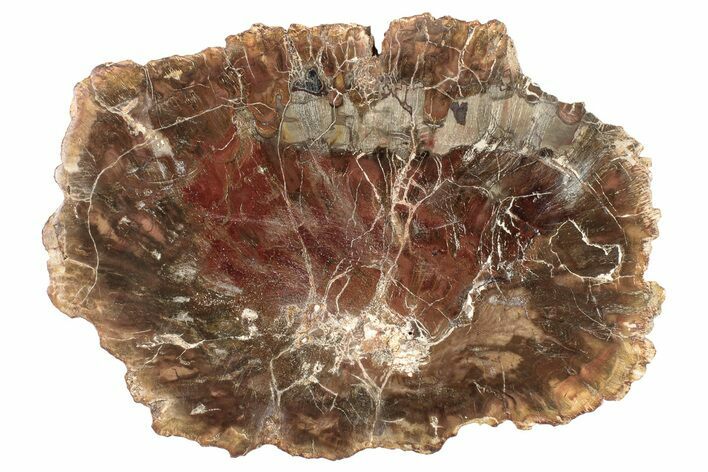 Colorful, Petrified Wood (Araucaria) Round - Madagascar #265362